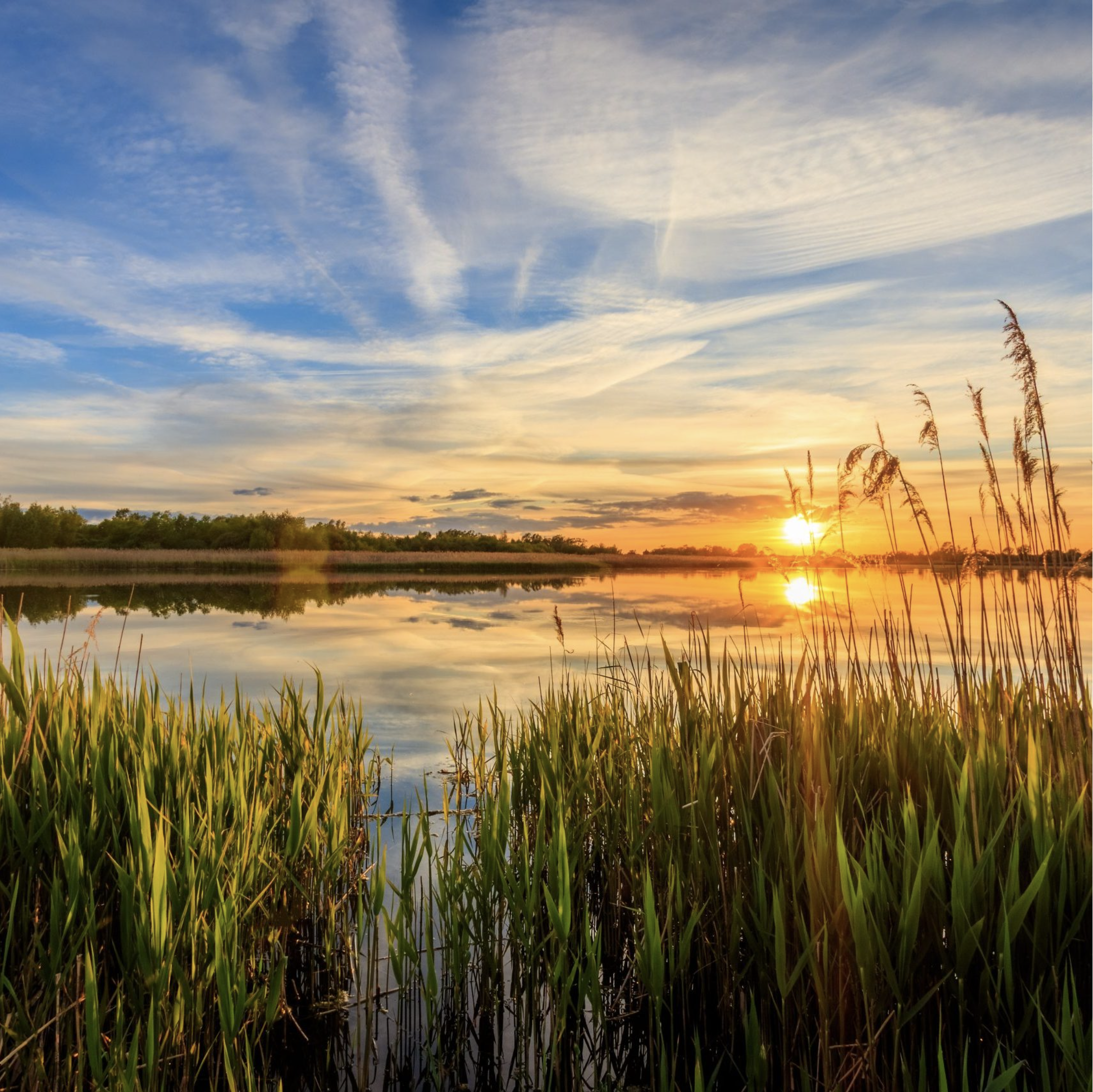 waterfront, pond, cat tails